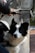 A black and white dog, possibly a Border Collie, is sitting with a harness on, inside a plastic-covered space. The dog's ears are perked up, and it looks curious or attentive. A person's hand is visible, holding a steering element, suggesting they might be on a vehicle.