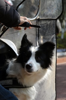 A black and white dog, possibly a Border Collie, is sitting with a harness on, inside a plastic-covered space. The dog's ears are perked up, and it looks curious or attentive. A person's hand is visible, holding a steering element, suggesting they might be on a vehicle.