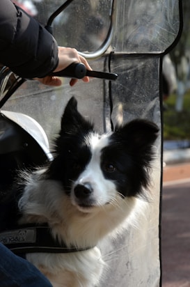 A black and white dog, possibly a Border Collie, is sitting with a harness on, inside a plastic-covered space. The dog's ears are perked up, and it looks curious or attentive. A person's hand is visible, holding a steering element, suggesting they might be on a vehicle.