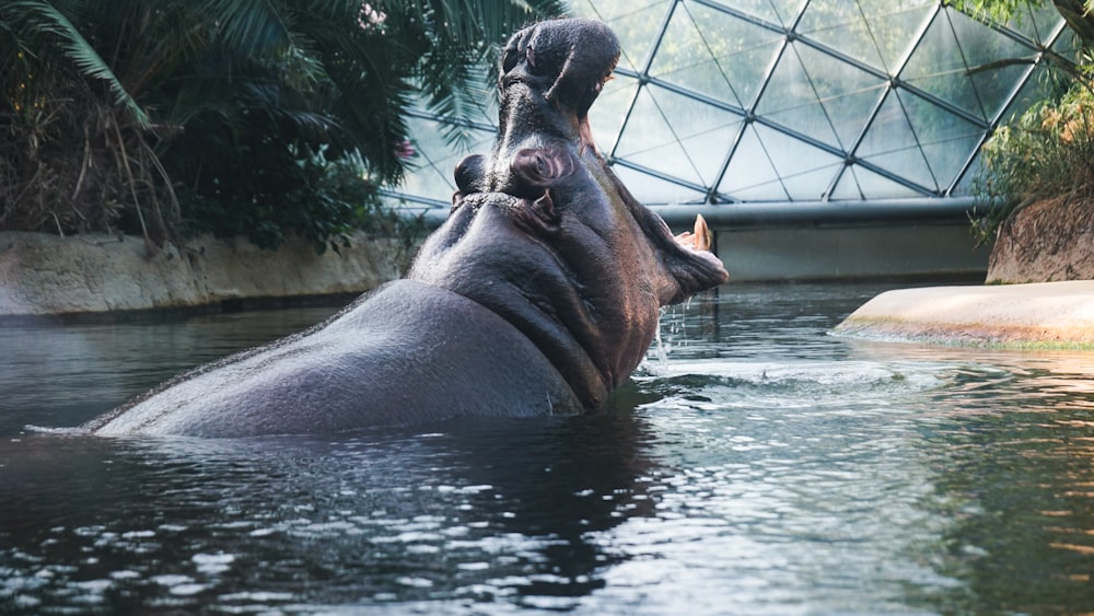 a hippopotamus in a pool of water in a zoo enclosure