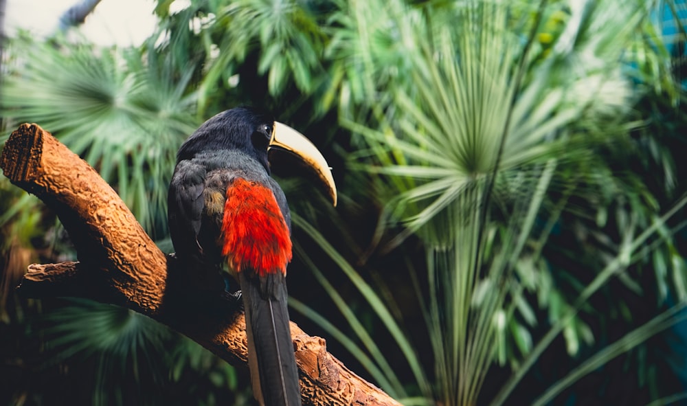 Un pájaro colorido posado en la cima de la rama de un árbol