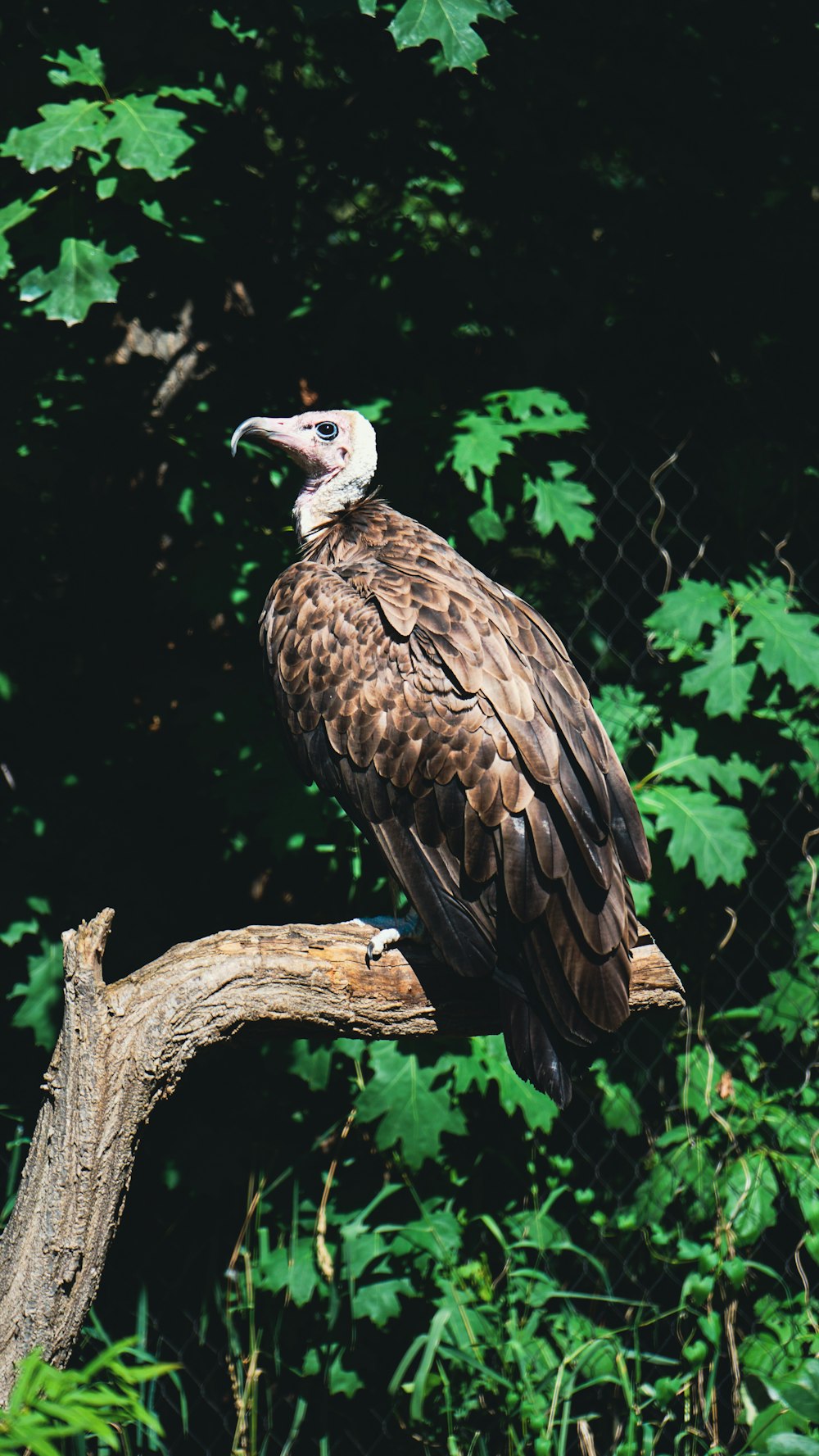 a large bird sitting on top of a tree branch