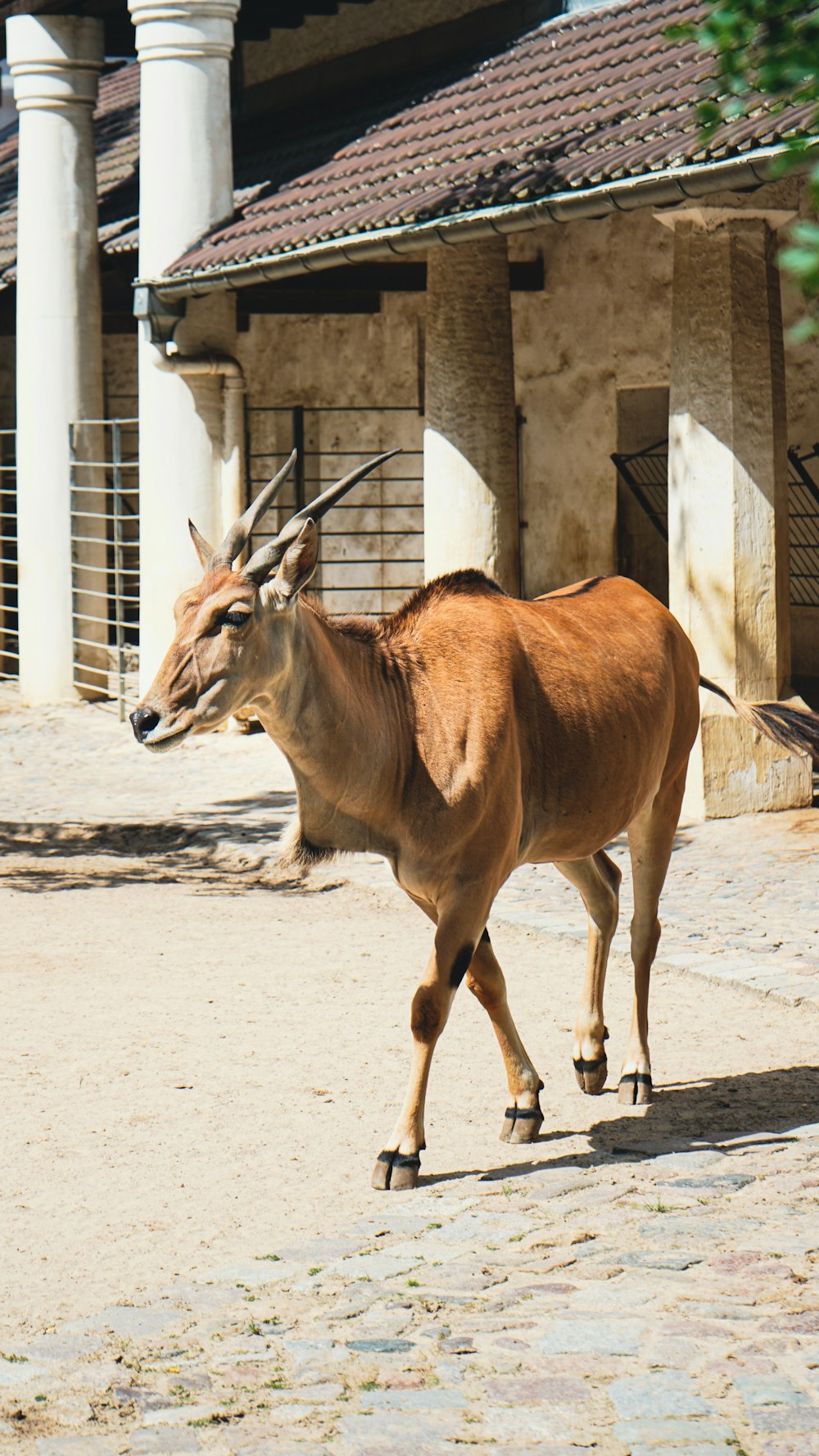 an animal that is walking around in the dirt