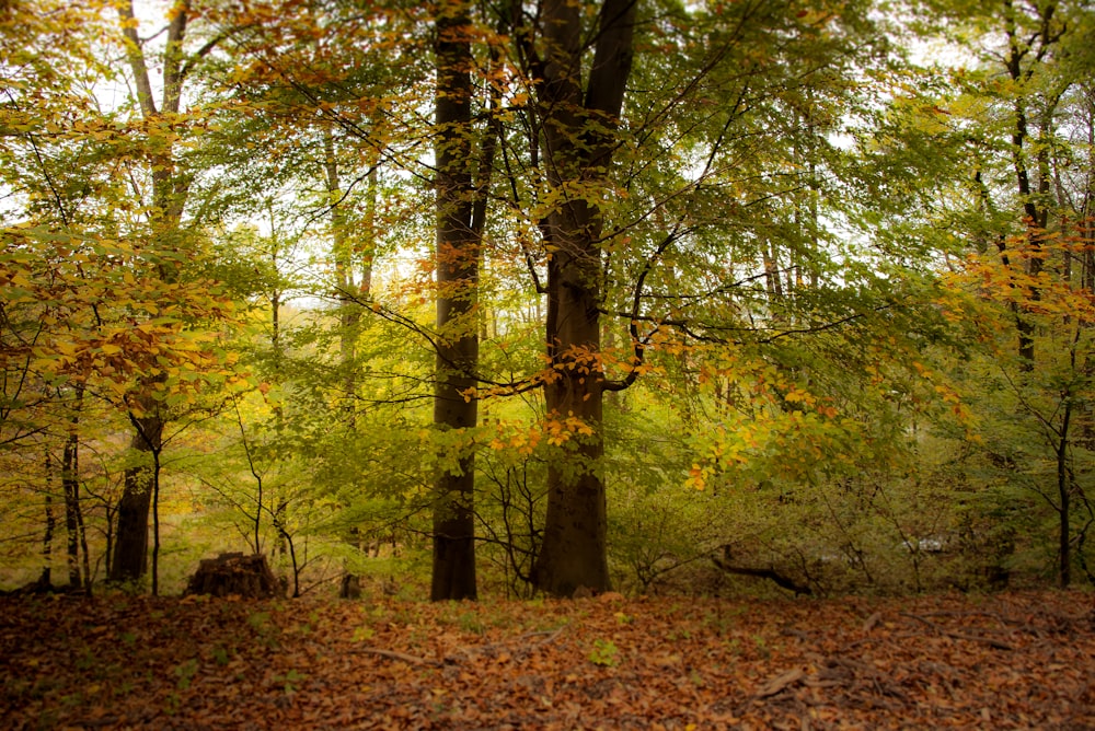 a forest filled with lots of trees covered in leaves