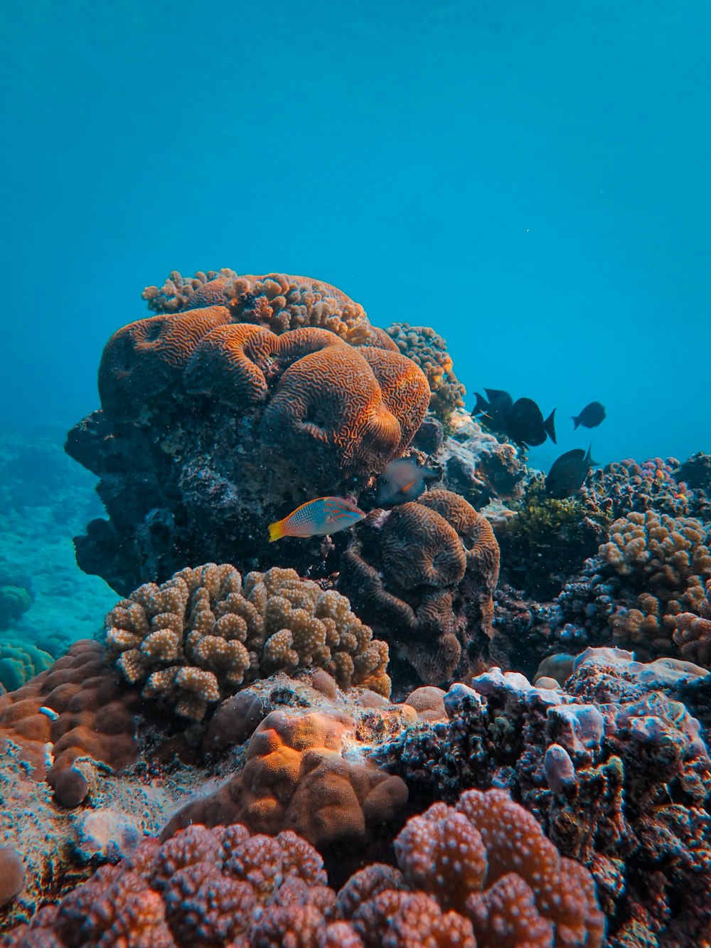 an underwater view of a coral reef with fish