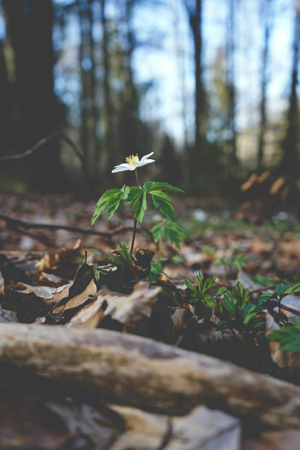 a small white flower sitting on top of a forest floor