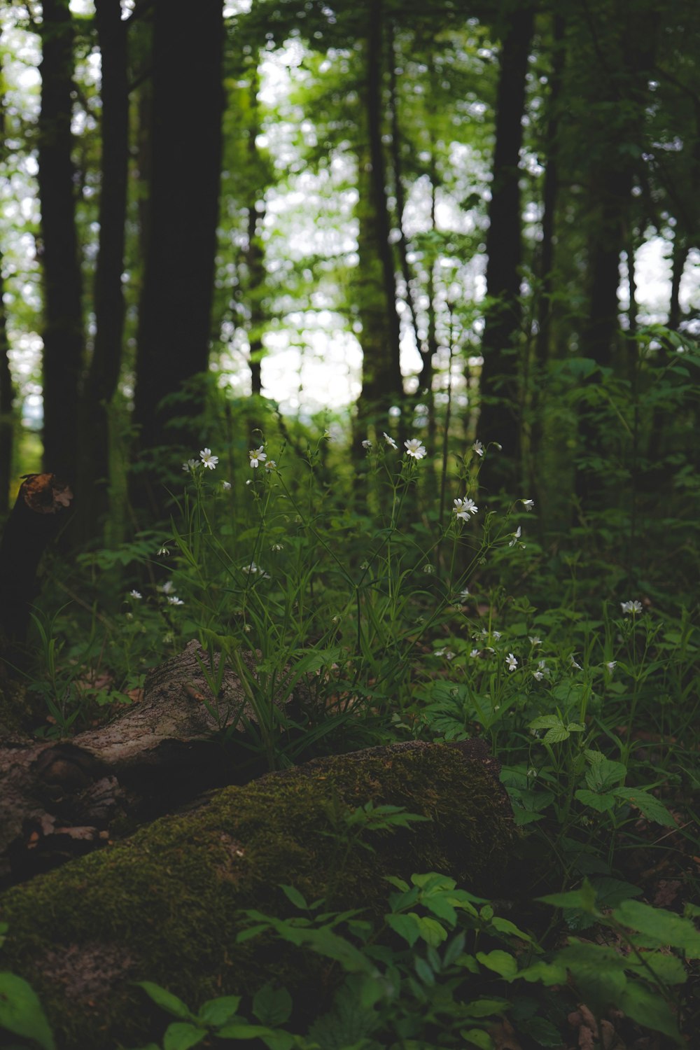 a forest filled with lots of green trees