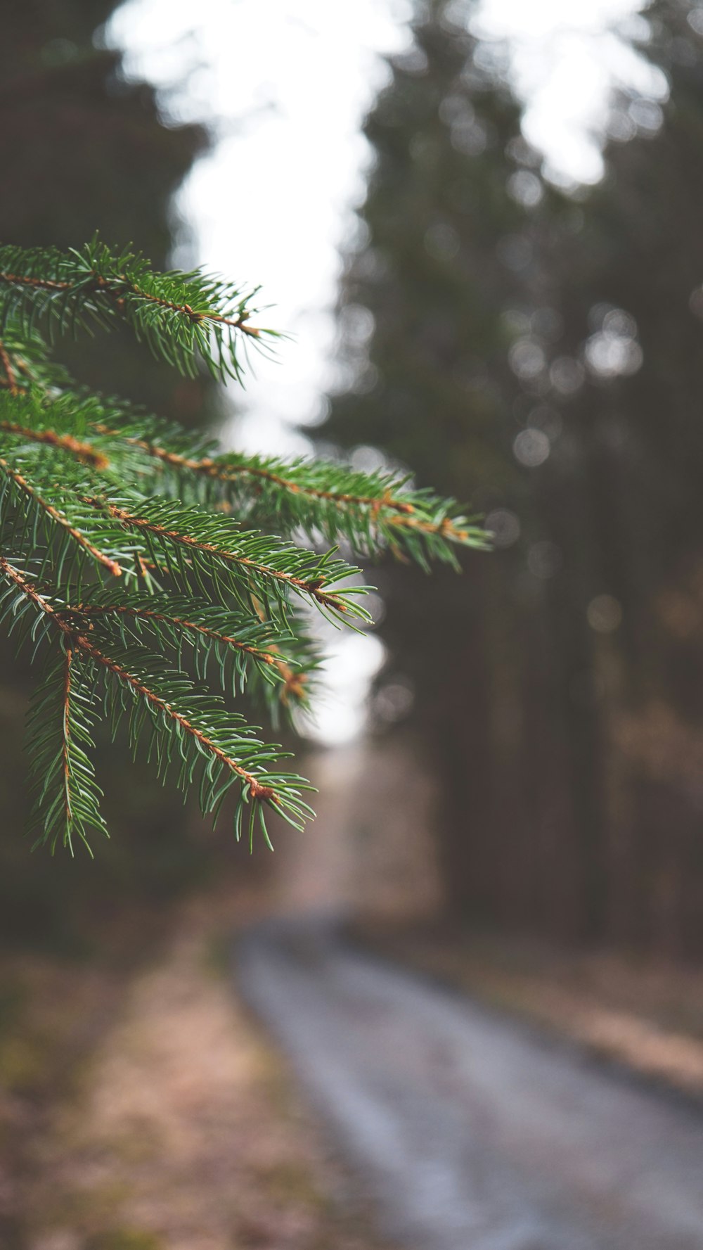 a close up of a pine tree with a road in the background