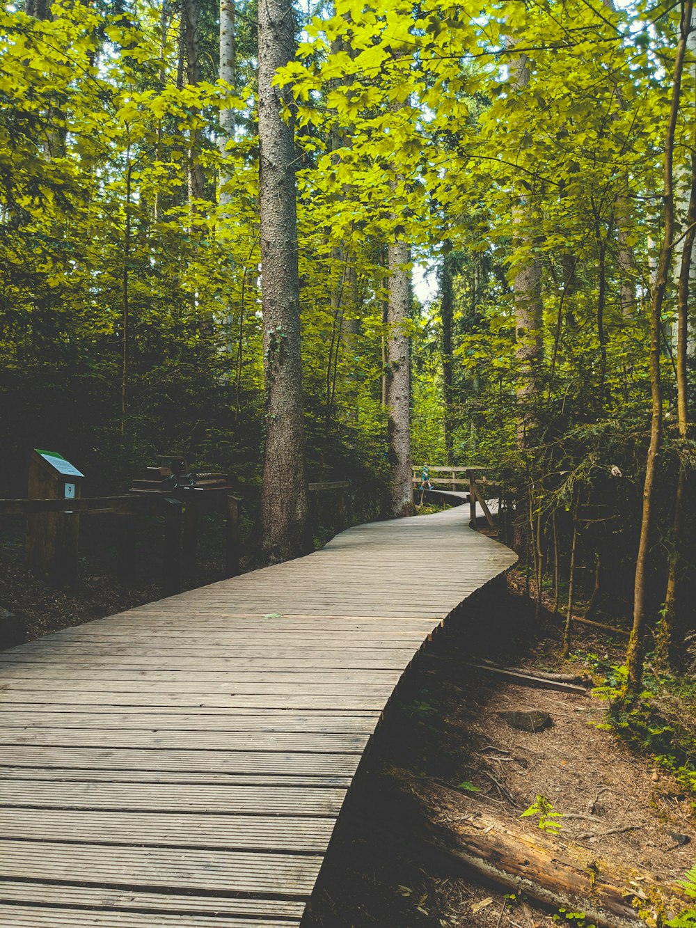 a wooden walkway in the middle of a forest