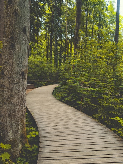a wooden path in the middle of a forest