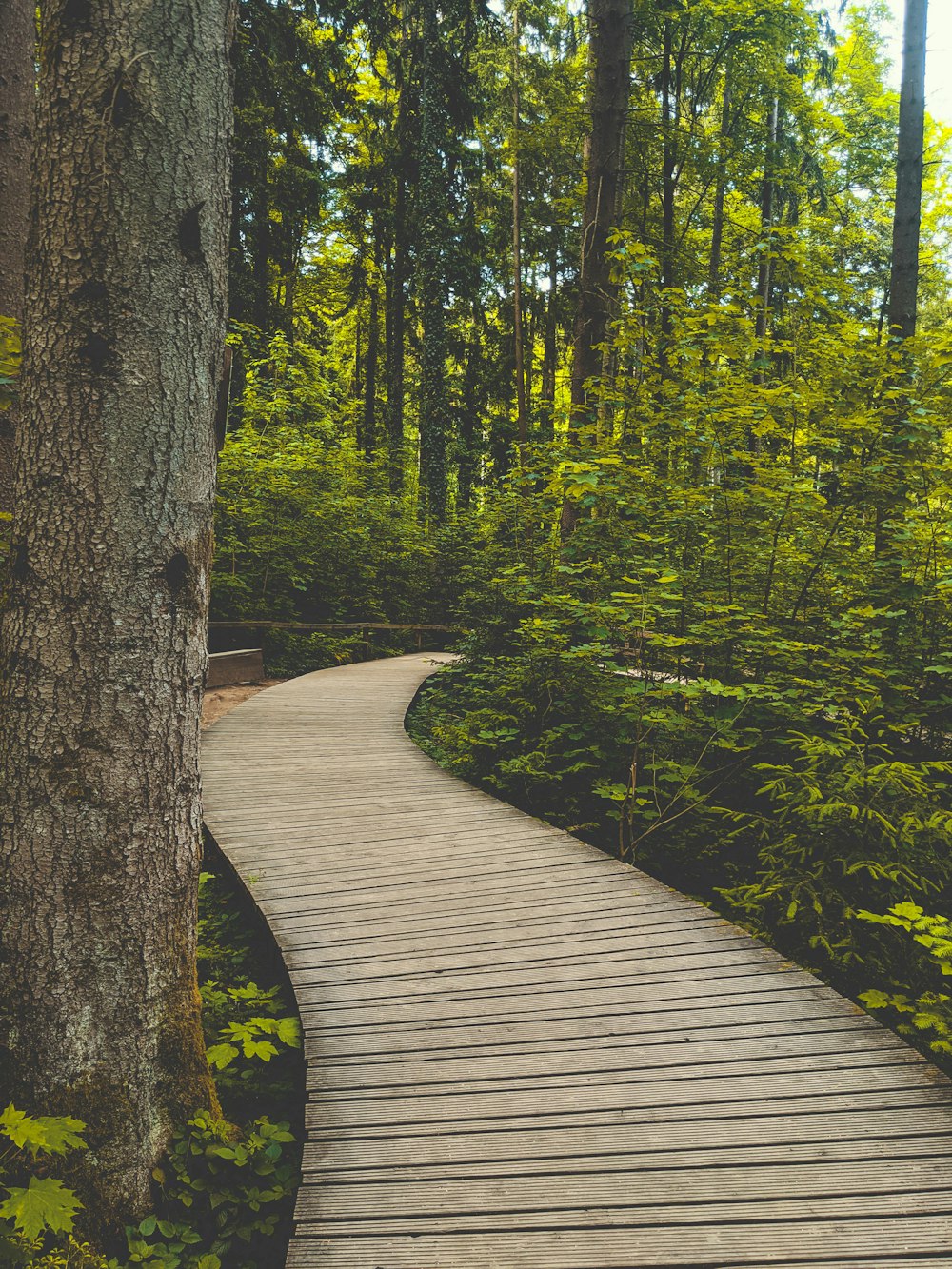 a wooden path in the middle of a forest