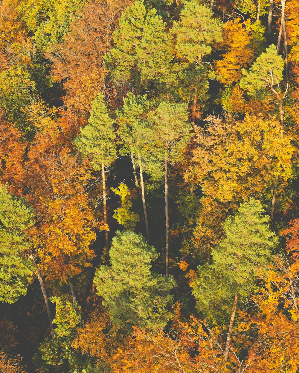 a forest filled with lots of tall trees