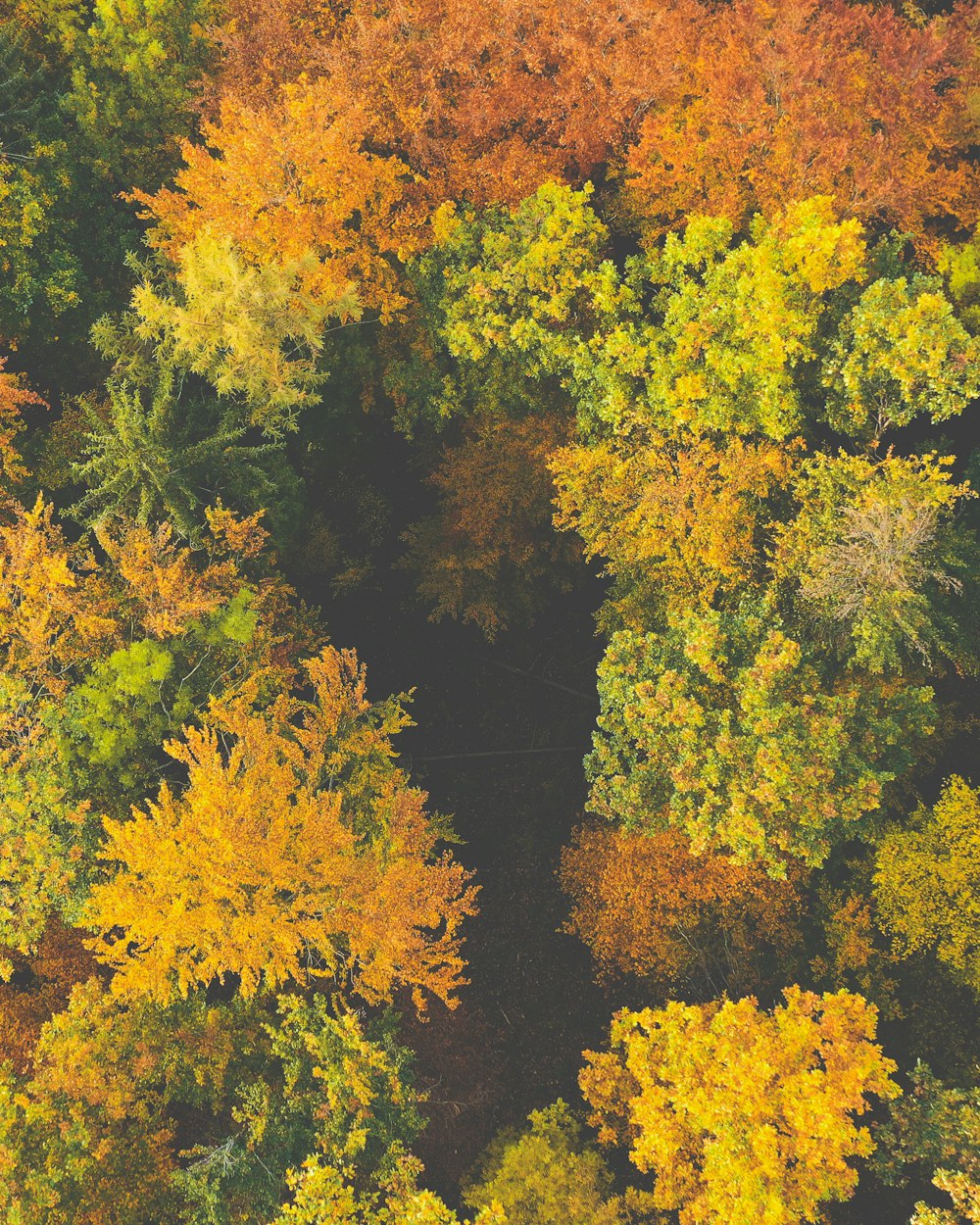 a forest filled with lots of trees covered in leaves