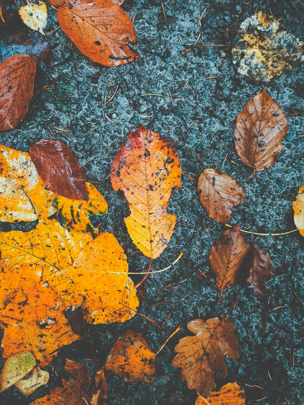 a bunch of leaves that are laying on the ground