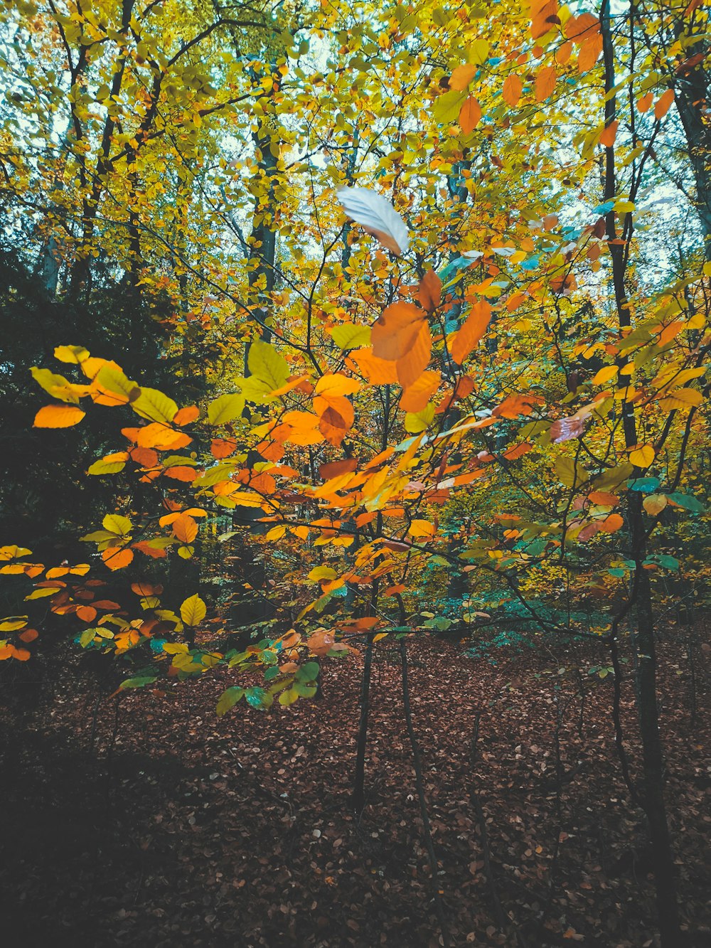 Una foresta piena di molti alberi coperti di foglie