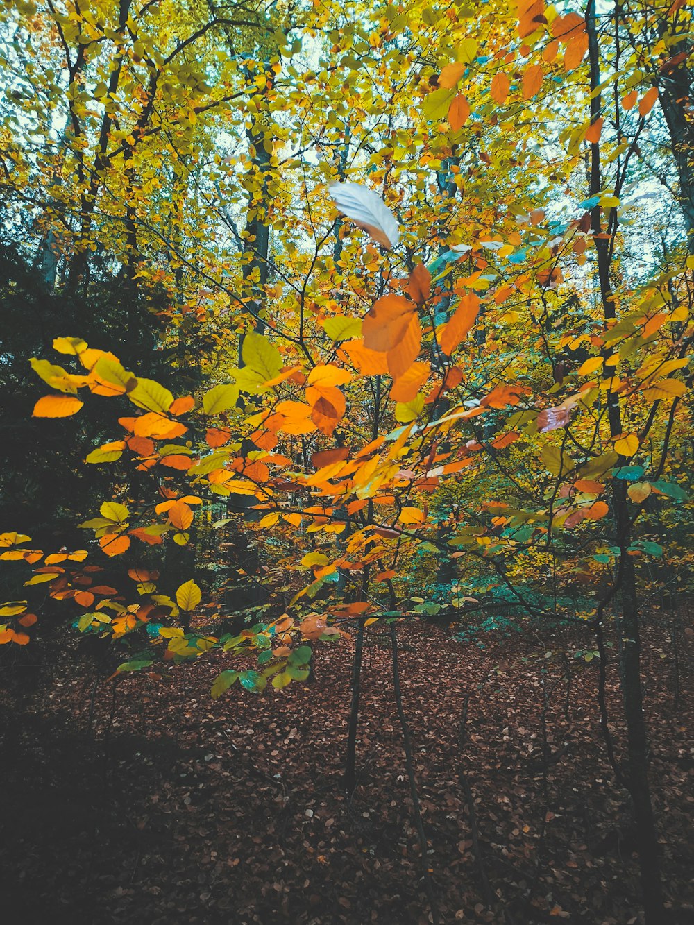 a forest filled with lots of trees covered in leaves