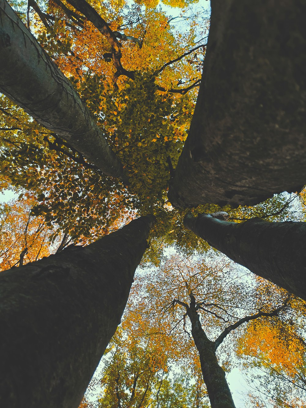 looking up at the tops of tall trees in a forest