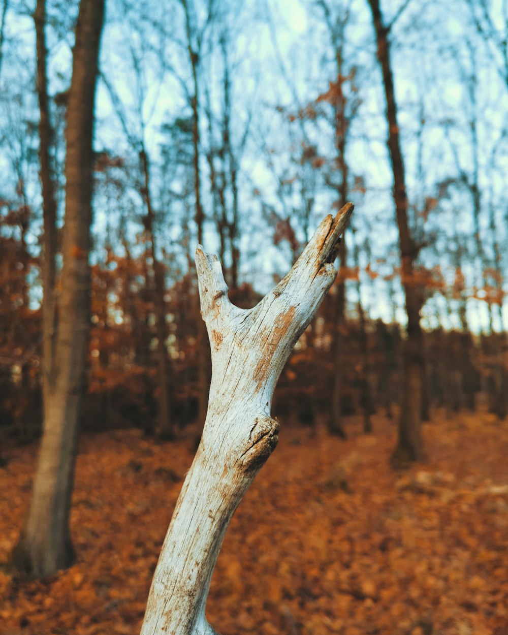 a piece of wood that is in the middle of a forest