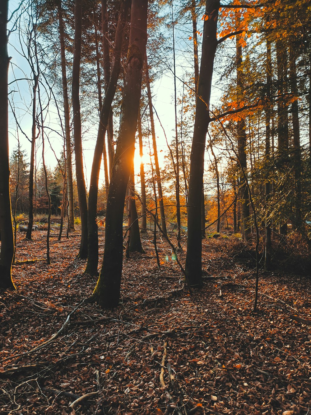 the sun is shining through the trees in the woods