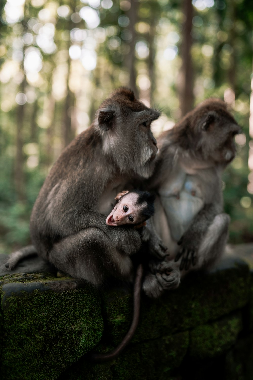 Un par de monos sentados en la cima de una roca