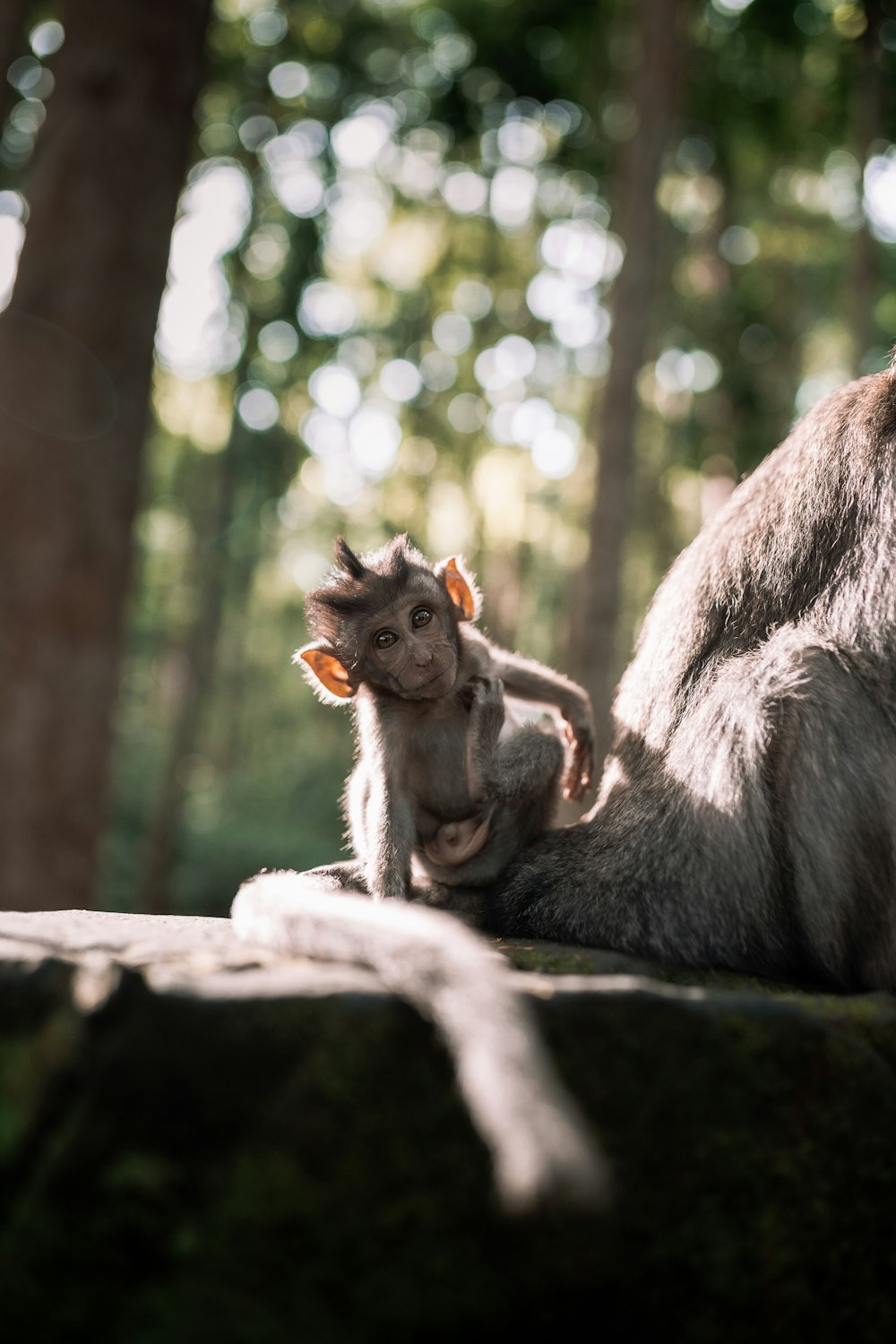 Una scimmia del bambino che si siede sopra una scimmia adulta