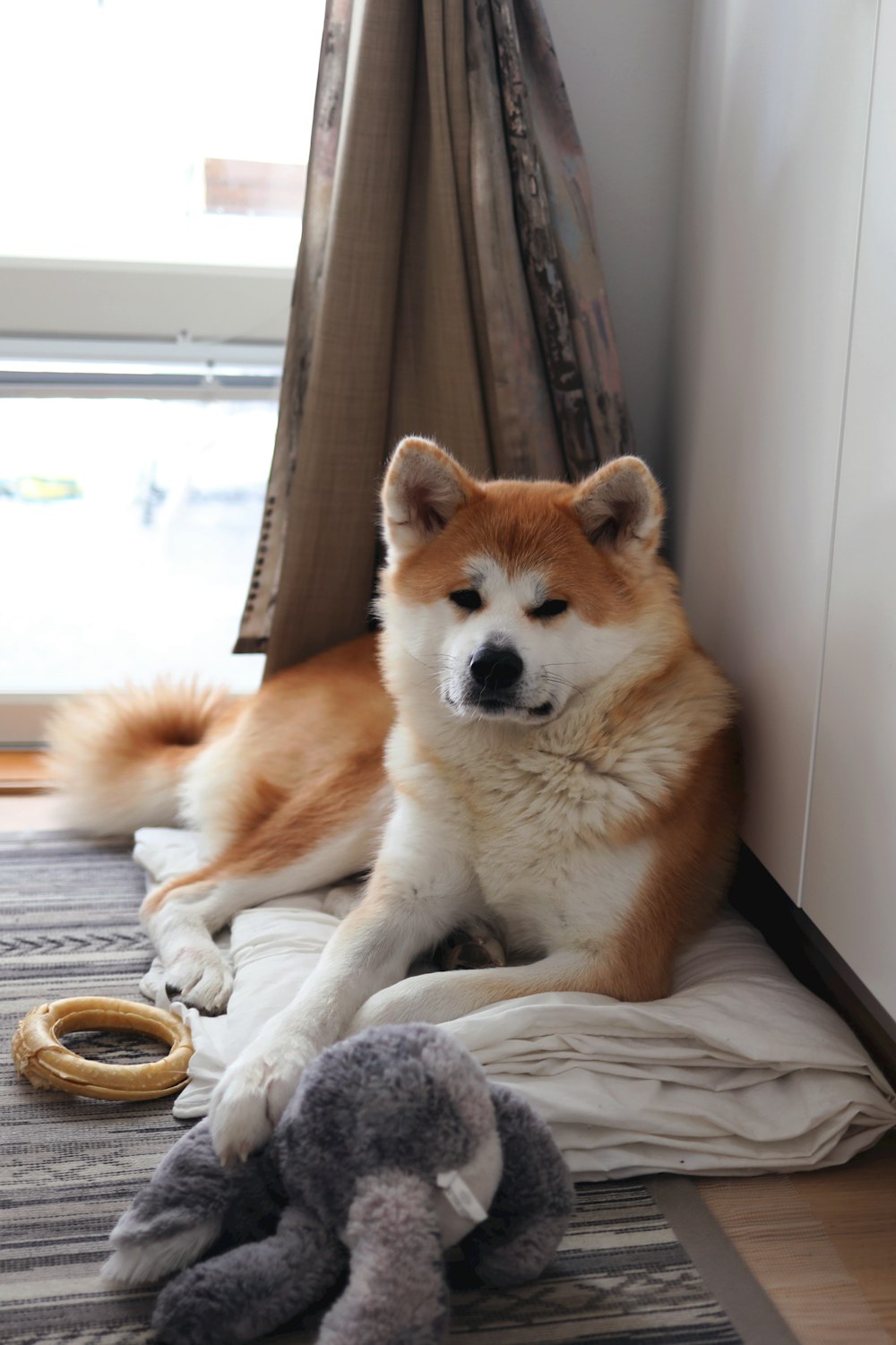 a brown and white dog laying on top of a bed