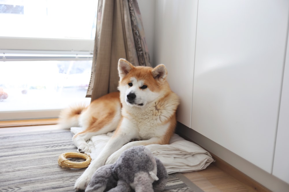 a dog laying on the floor next to a stuffed animal
