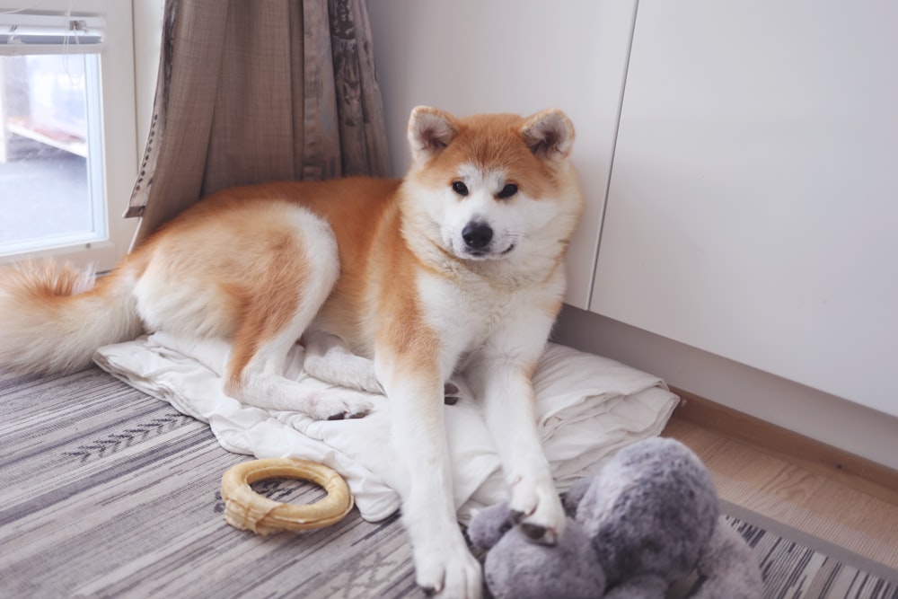 a brown and white dog sitting on top of a bed