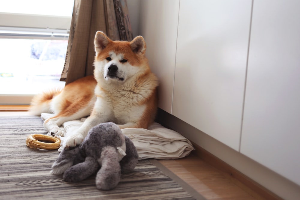 a dog laying on the floor next to a stuffed animal
