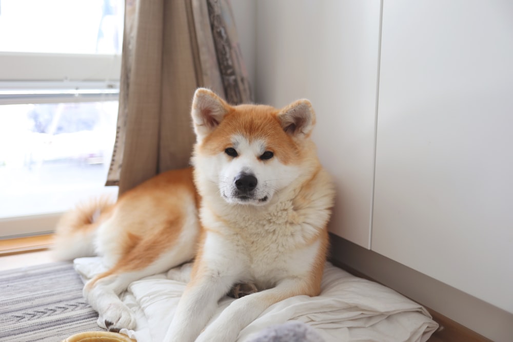 침대 위에 누워있는 갈색과 흰색 개