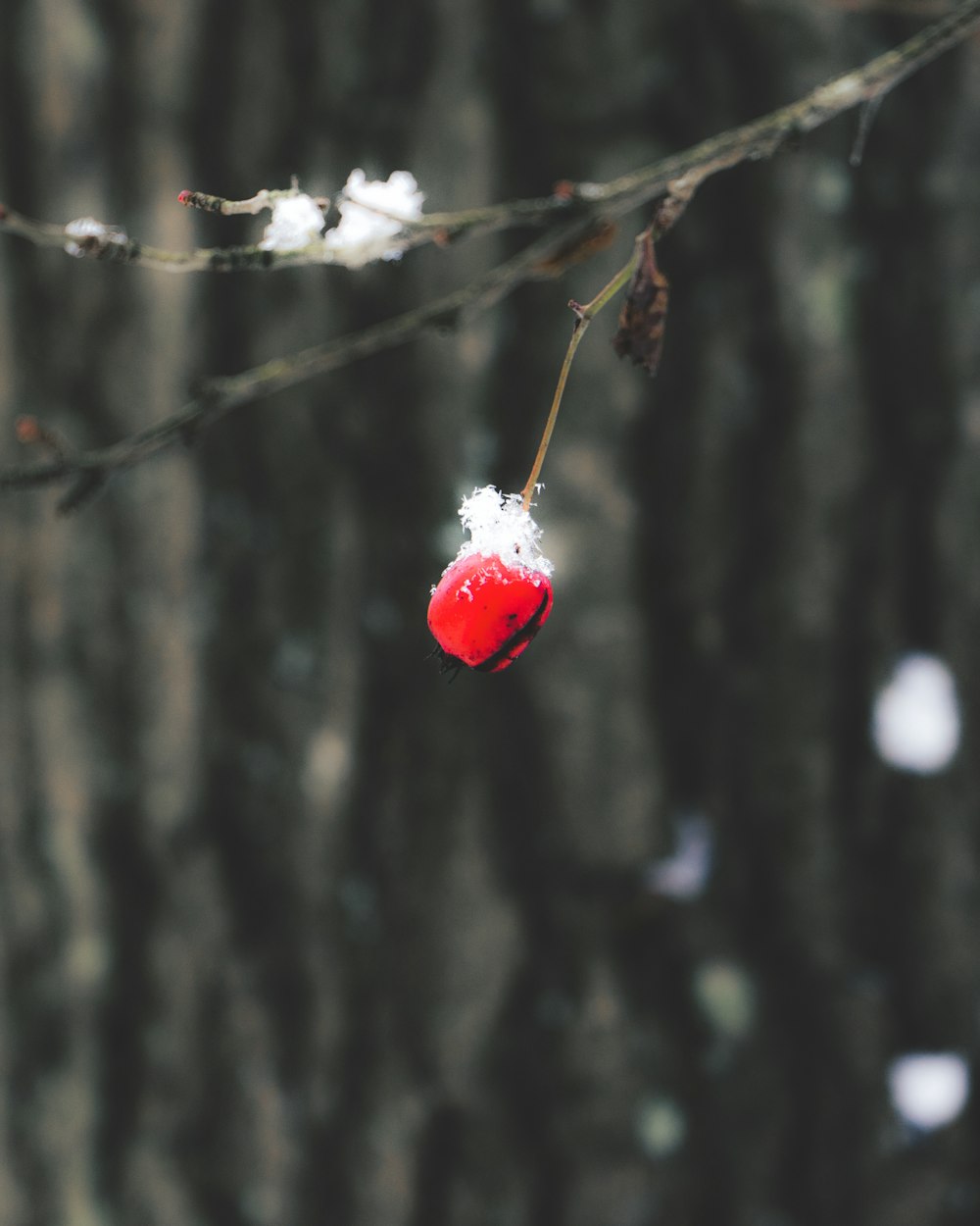 a red and white ornament hanging from a tree branch