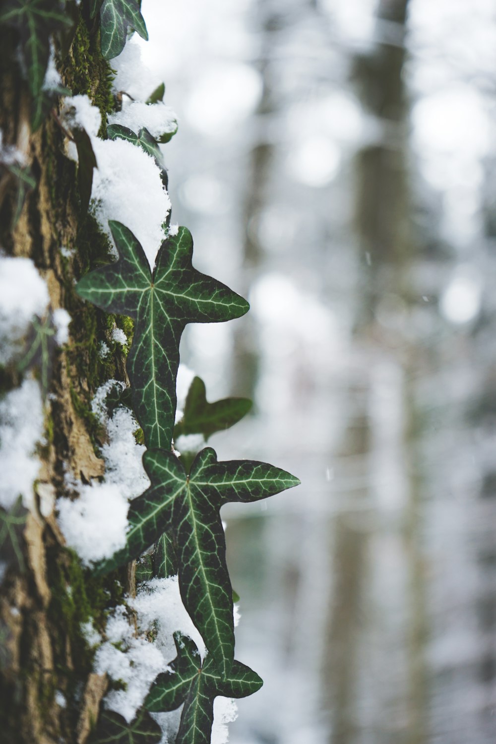 a plant growing on a tree covered in snow