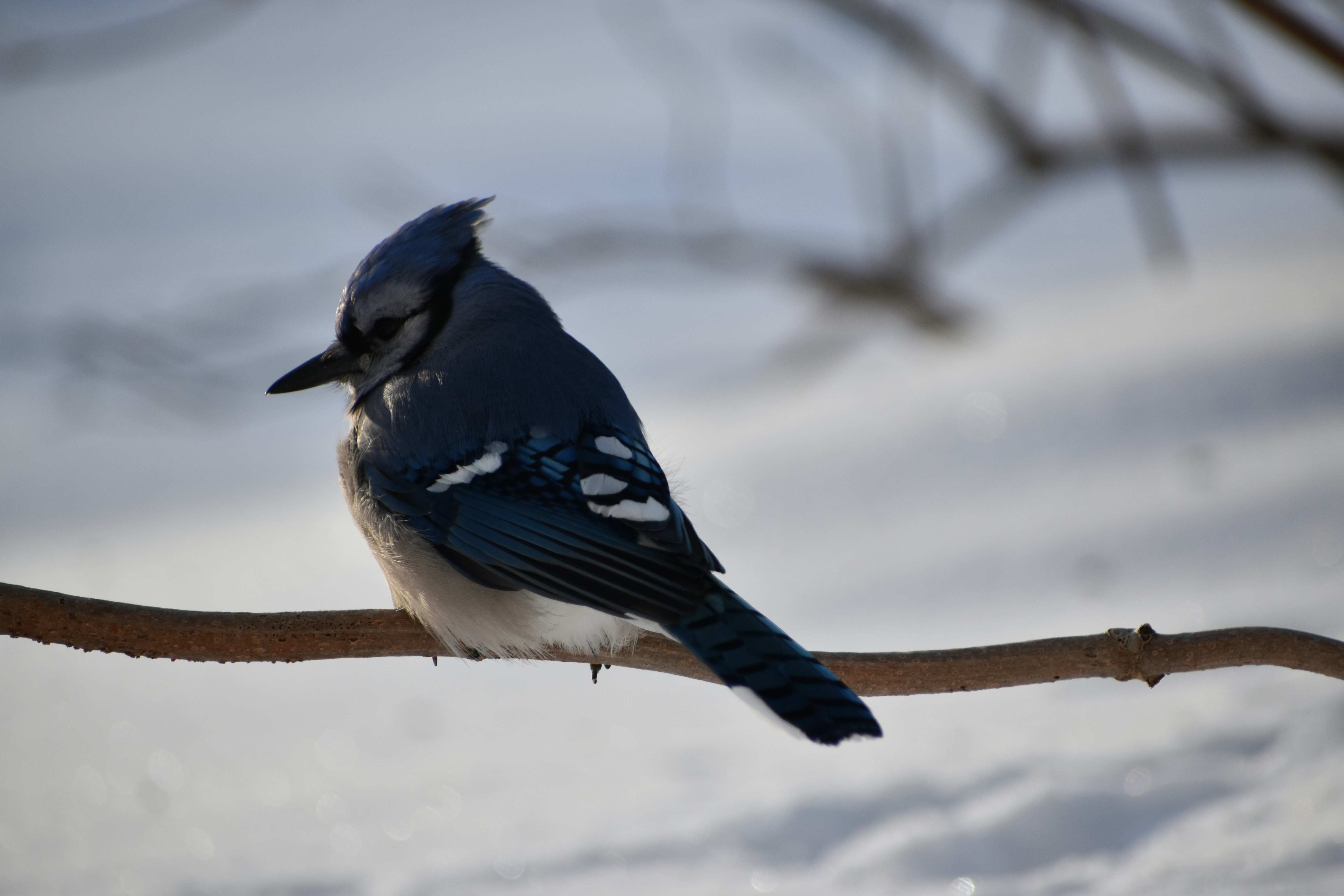A blue jay in winter, Sainte-Apolline, Québec, Canada