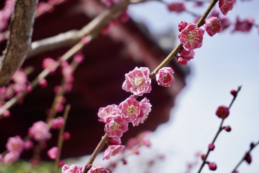 pink flowers are blooming on the branches of a tree