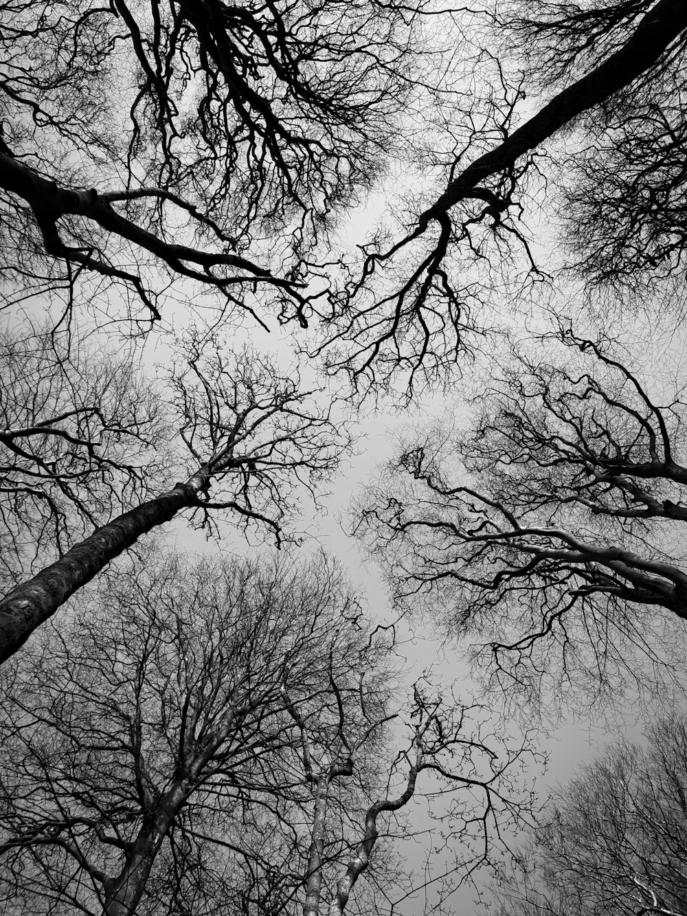 a group of trees with no leaves on them