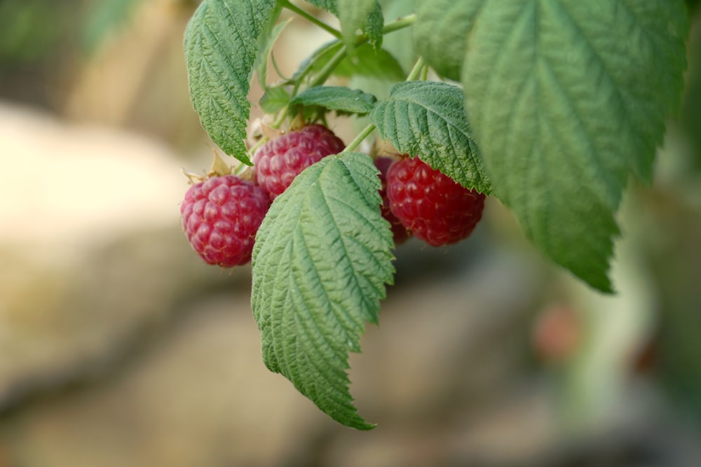 raspberries growing on a branch with leaves