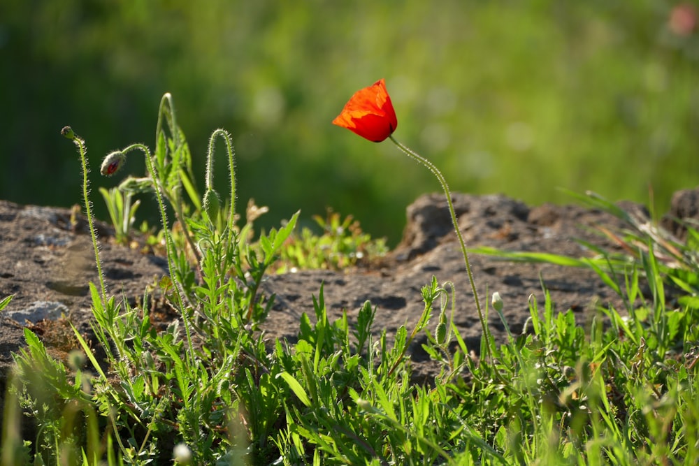 a single red flower sitting on top of a lush green field