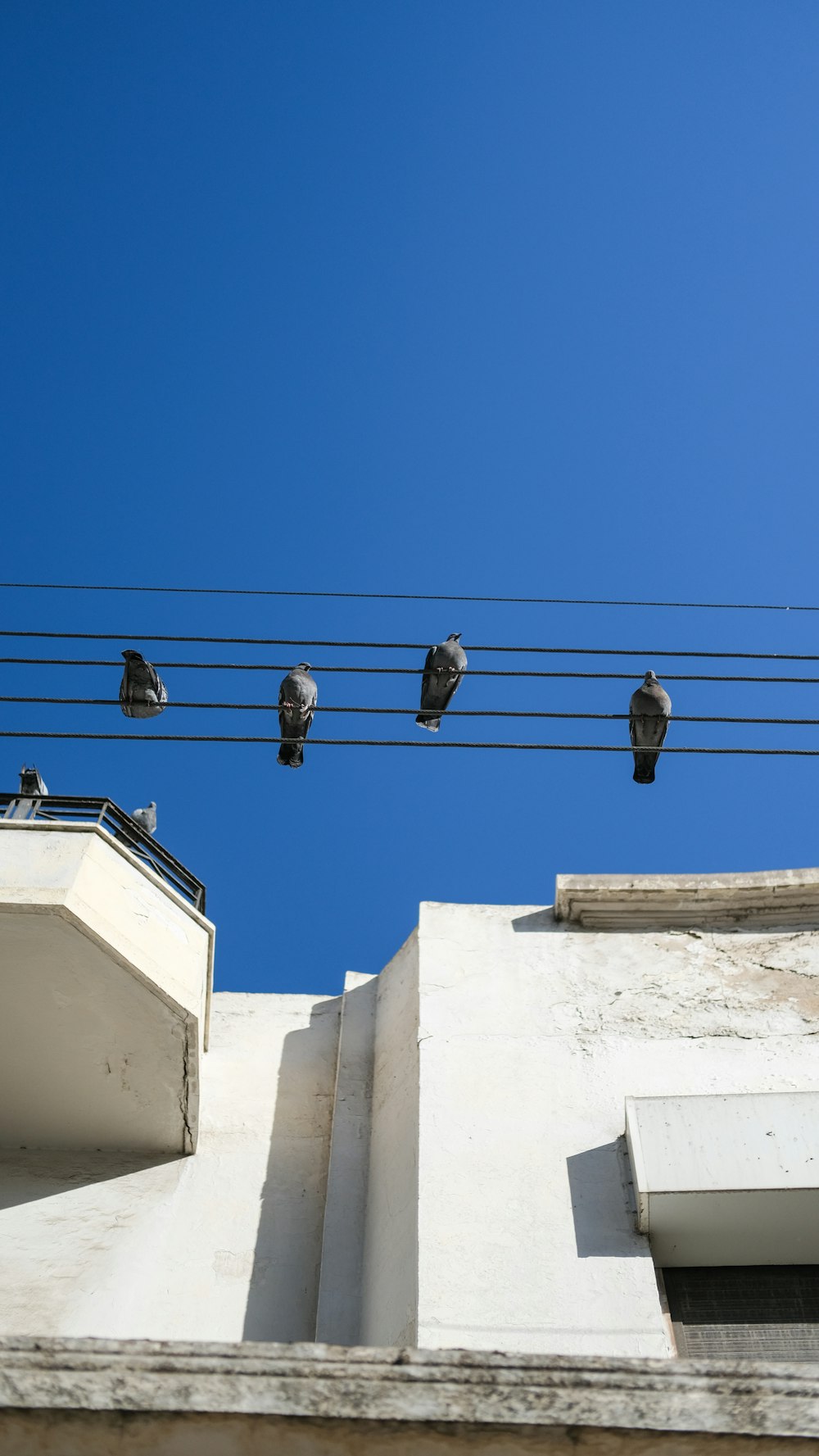 Eine Gruppe von Vögeln sitzt auf einem Draht über einem Gebäude