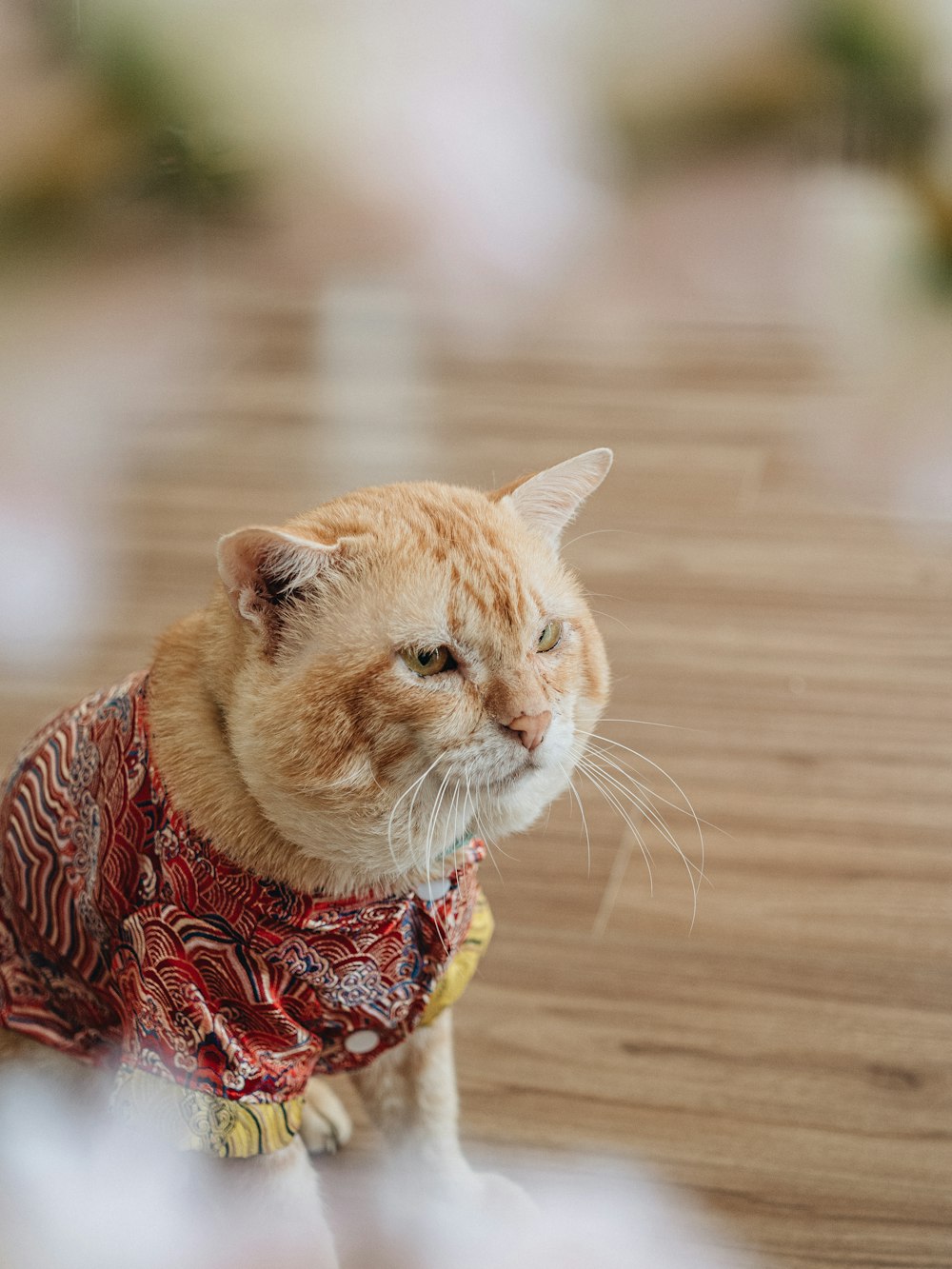 an orange and white cat wearing a scarf