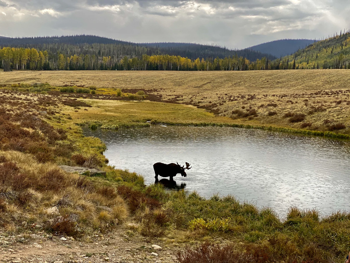 A moose standing in a pond in an open high meadow near Lake City, with aspens behind