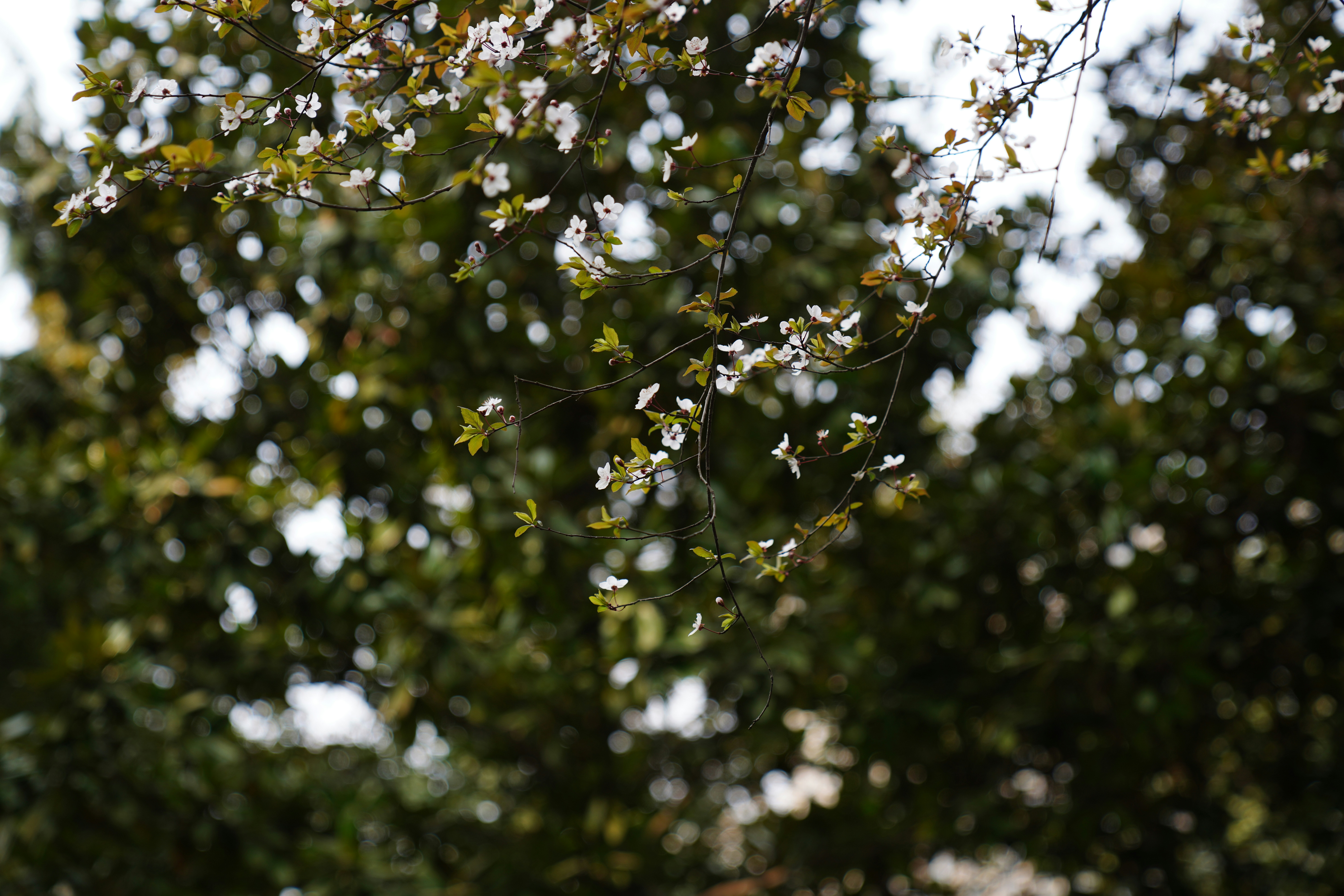 Photo by ttxiangni123