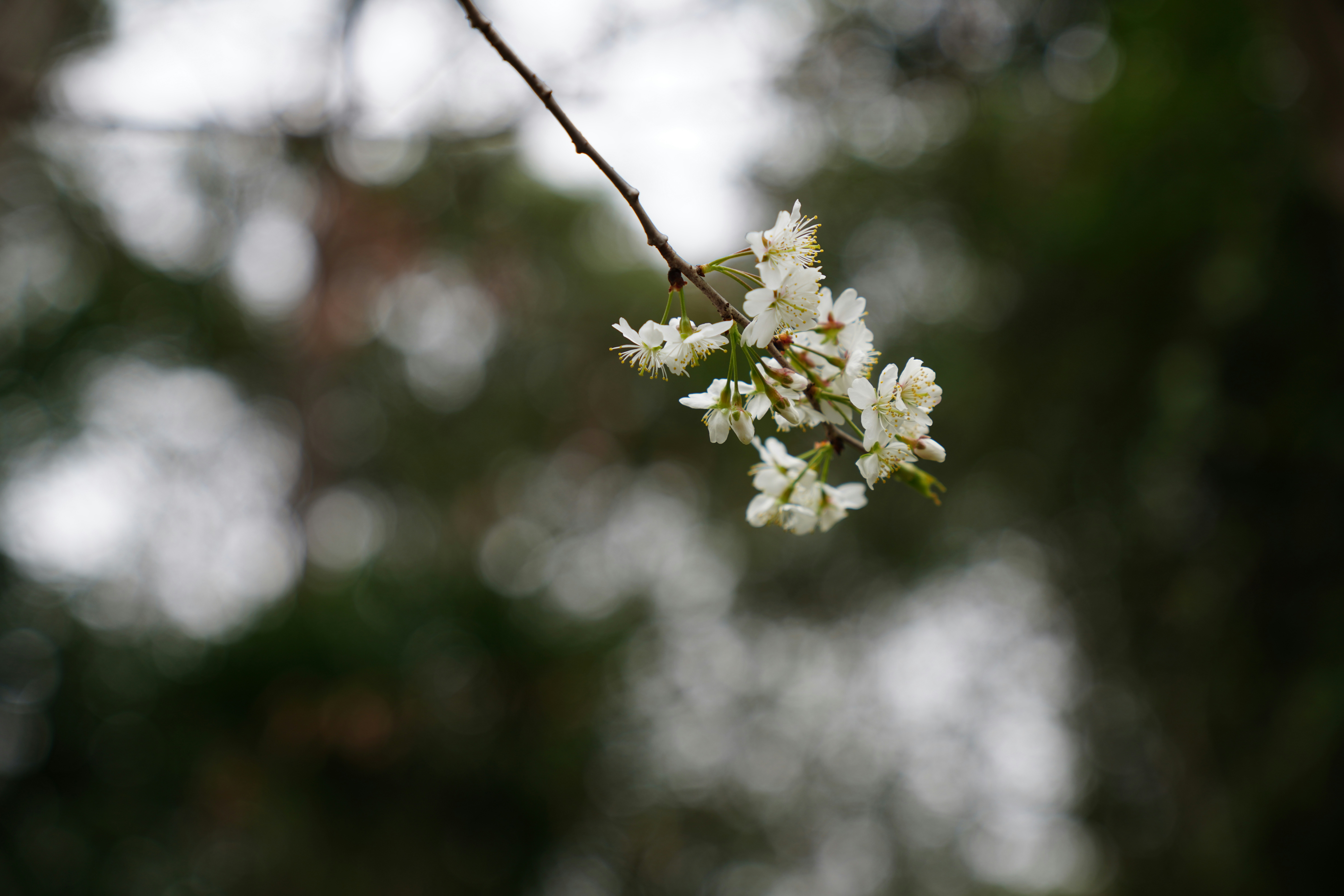Photo by ttxiangni123