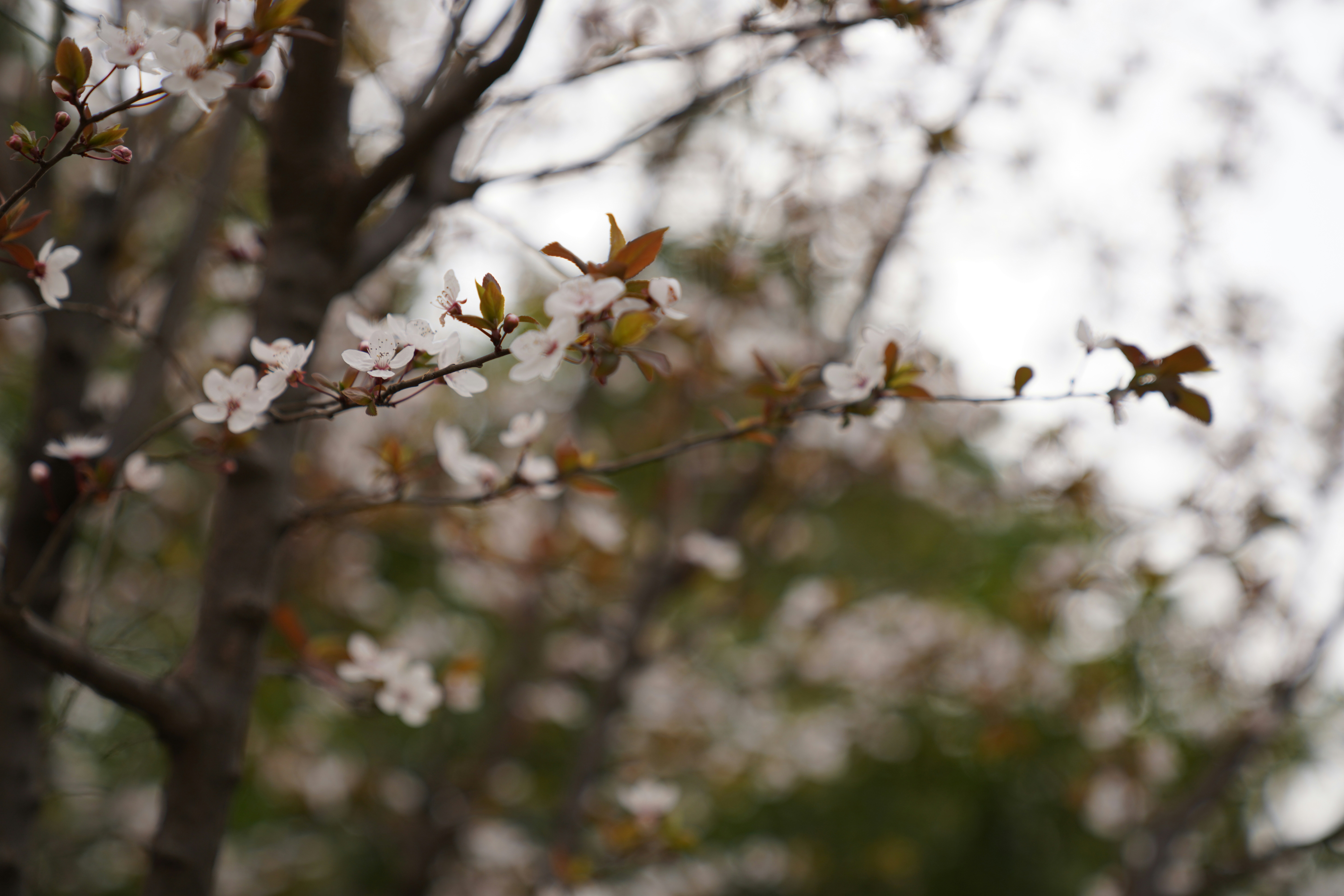 Photo by ttxiangni123