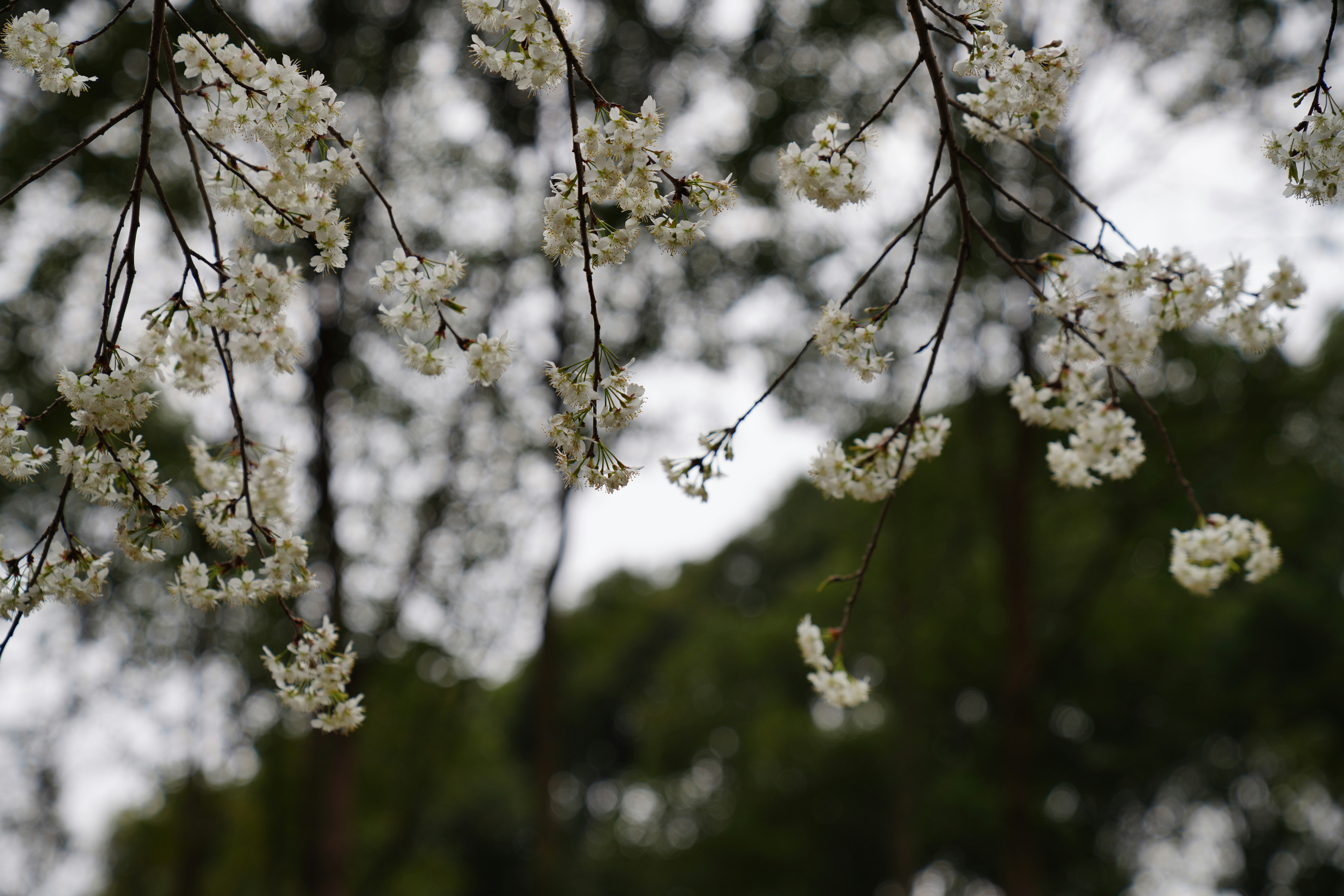 Photo by ttxiangni123