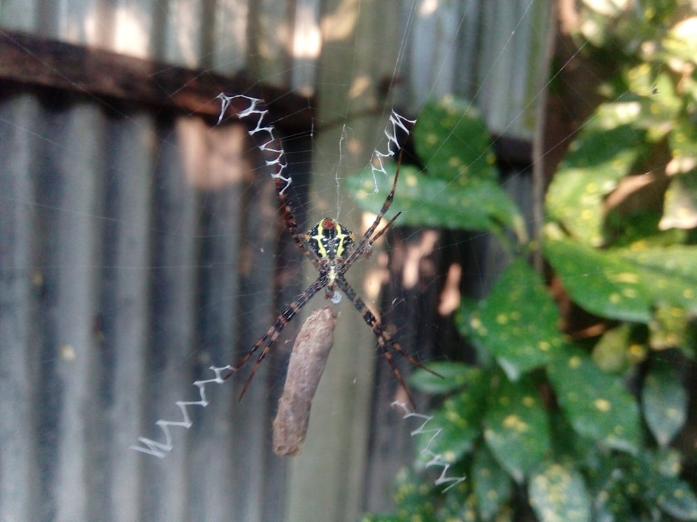 a close up of a spider on a web