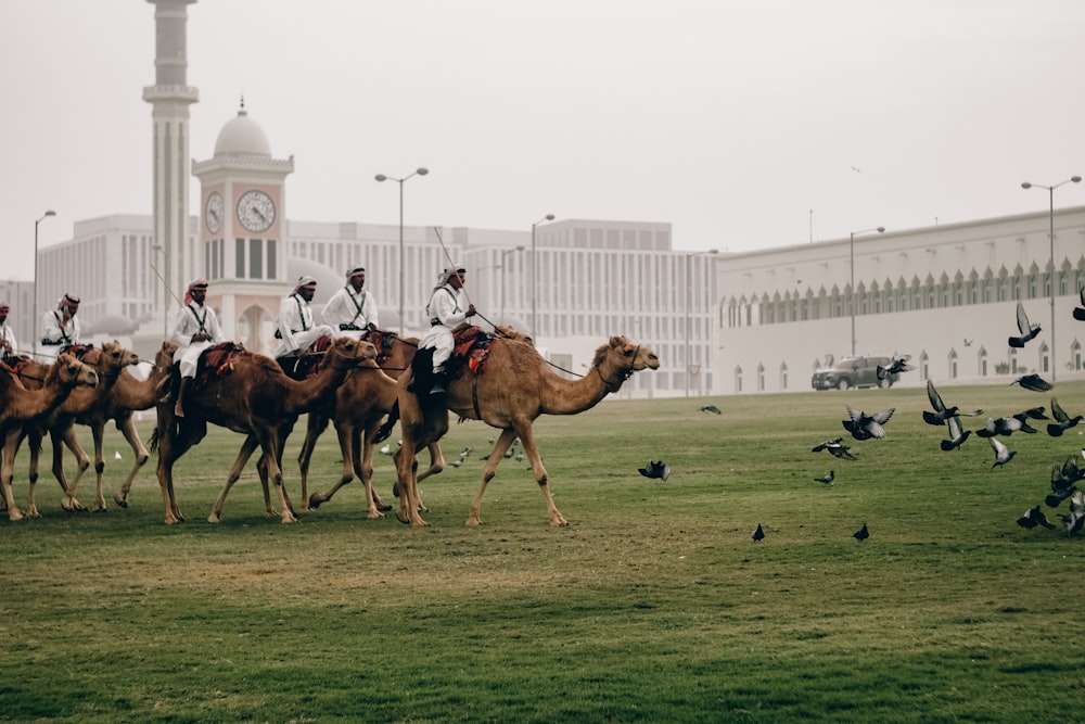 a group of people riding on the backs of camels