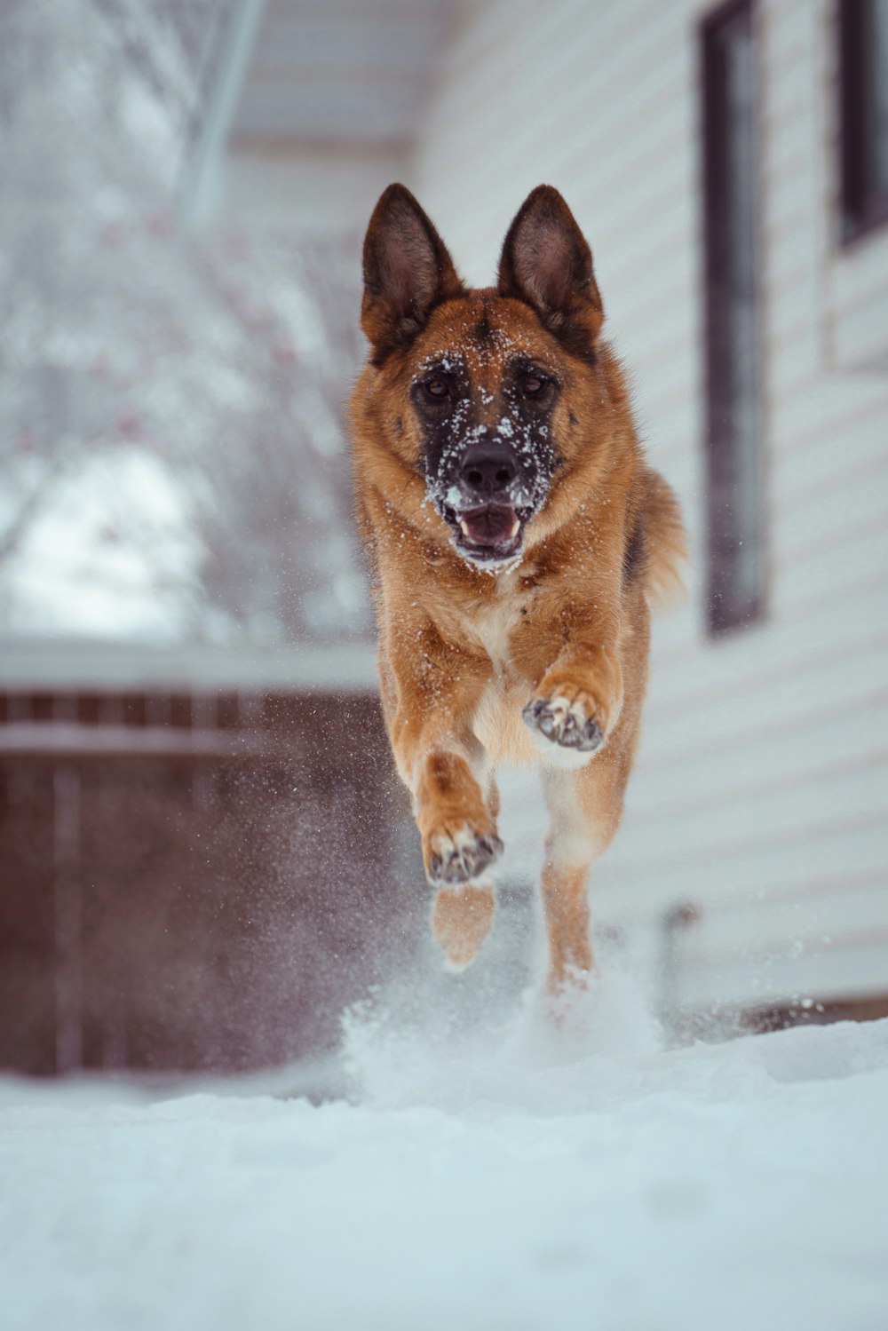 a dog running in the snow in front of a house