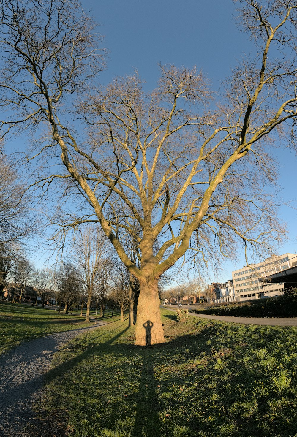 a person standing under a large tree in a park