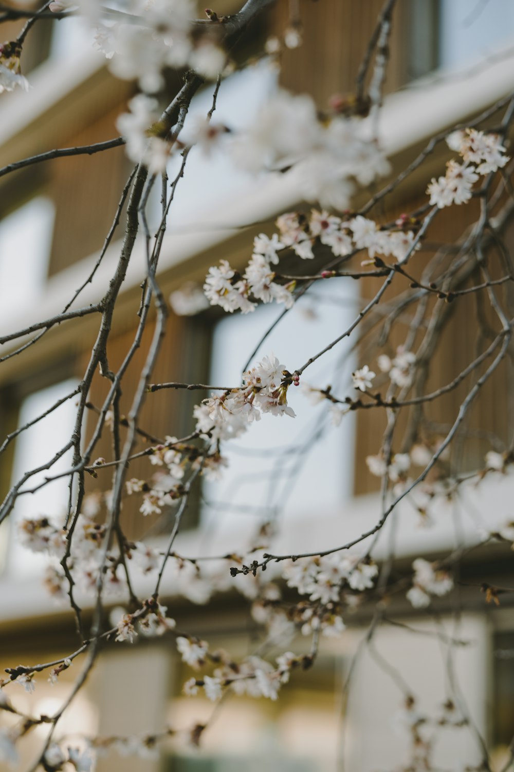 a branch with white flowers in front of a building