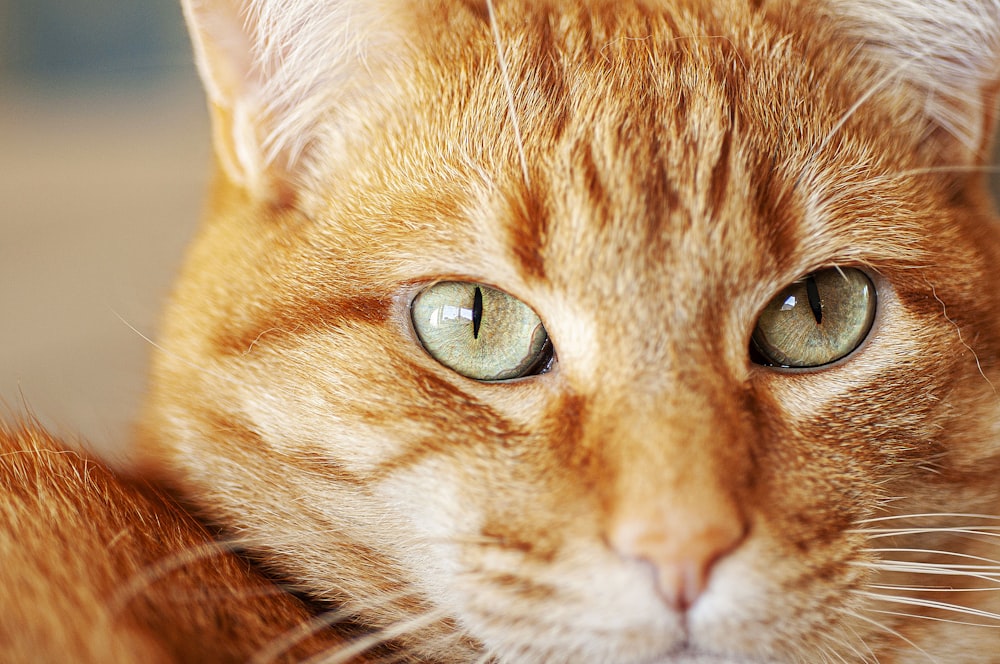 a close up of a cat with green eyes